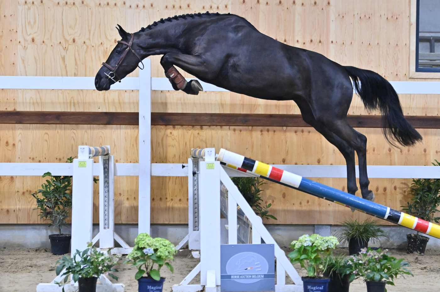 Roxette van Seven Oaks (v Vagabond de la Pomme)